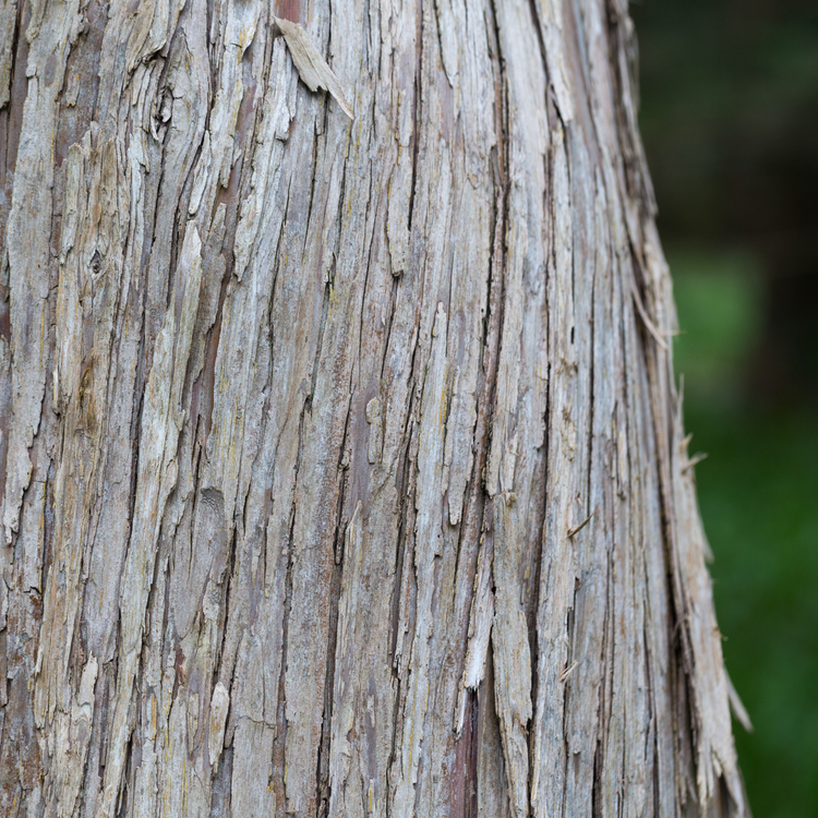 Alaskan Yellow Cedar